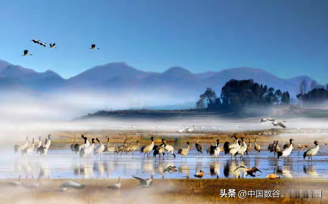 以后贵州人看海鸥可以不用去隔壁昆明了！

最近根据官方账号证实，威宁也来了很多海