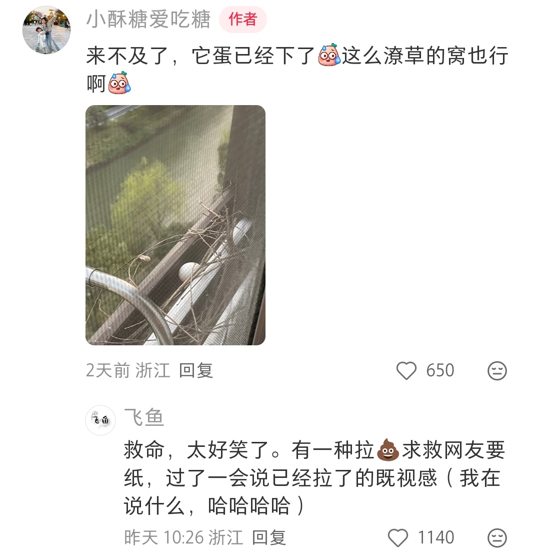 这个斑鸠真的太随便了，根本不管你拒绝放两根草就下🥚 