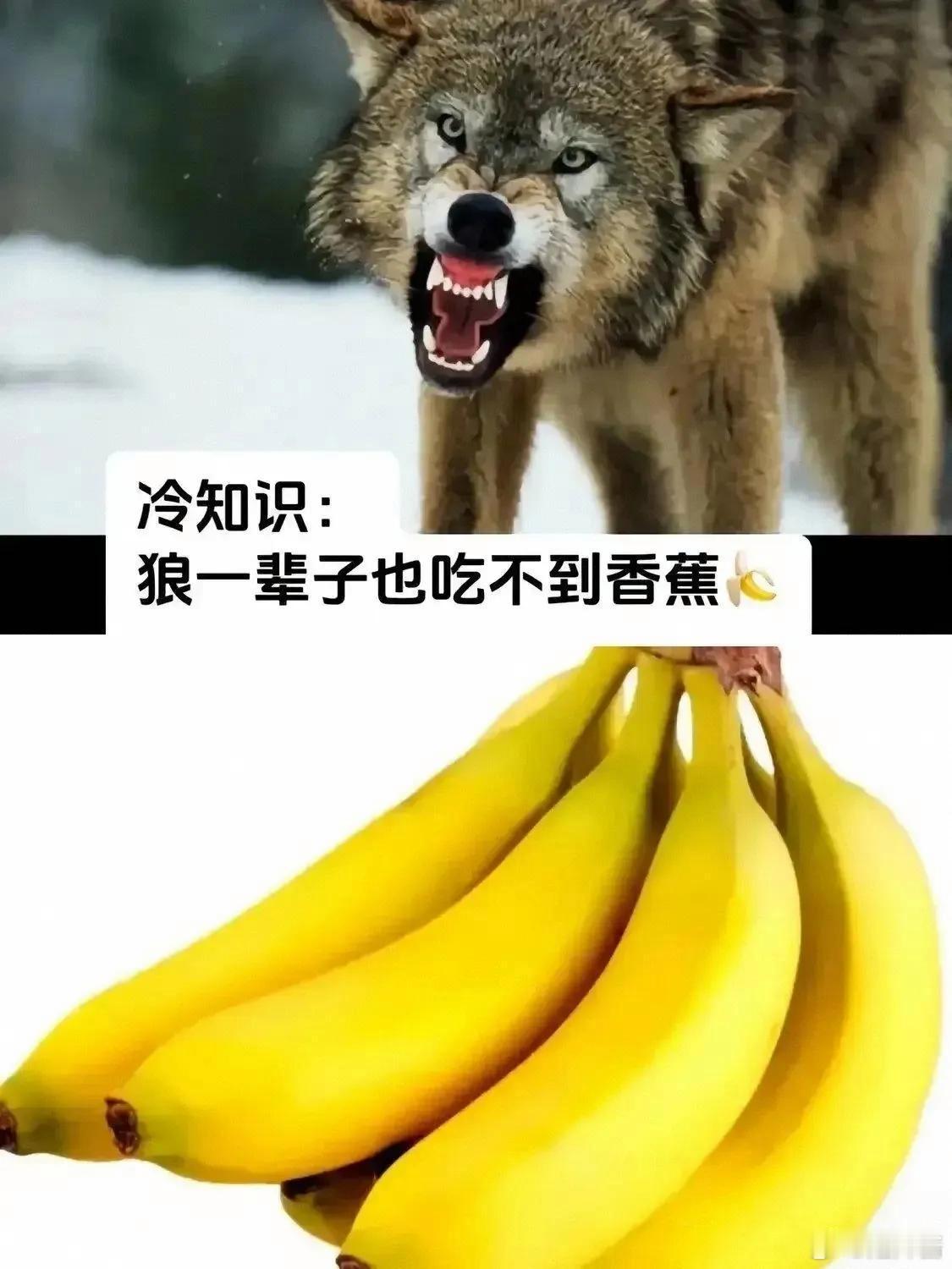冷知识，狼一辈子也吃不到香蕉 