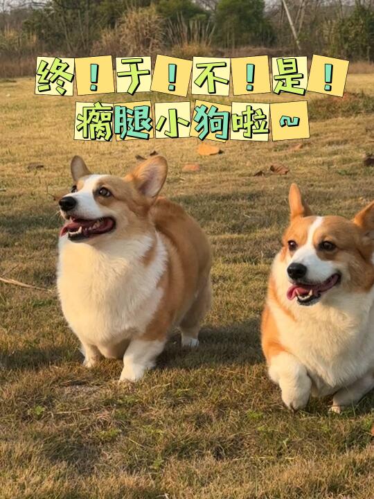 终于不是瘸腿小狗啦！！！