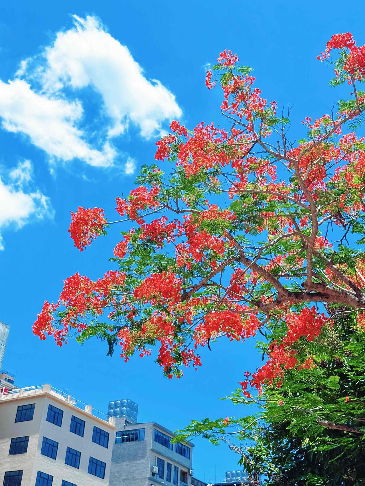 到琼海了，
好，热～

街上的花真好看啊

📍海南琼海

琼海市街道 琼海实拍