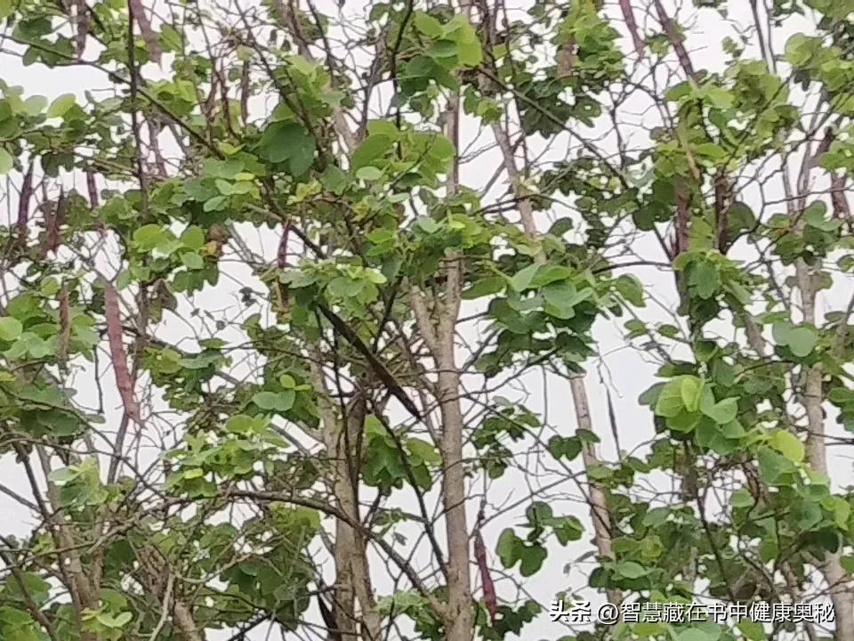 记录我的2026阴云笼罩，风雨中的绿色依然美，每一个生命都是值得赞赏的！