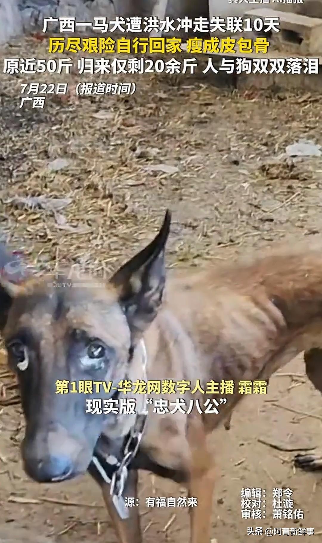 广西百色，一只马犬被洪水冲走整整10天，都以为它没了。结果7月21号中午，这狗突