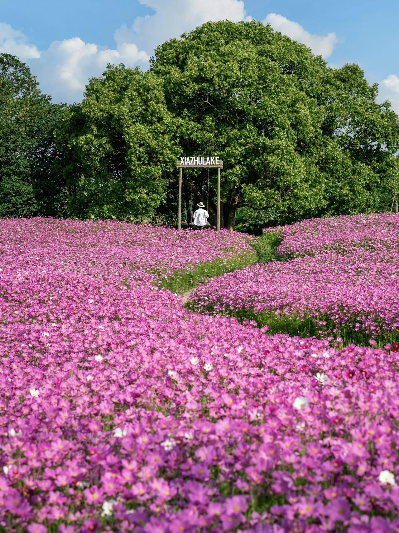 下渚湖波斯菊花海盛放，解锁打卡新场景。五月的风掠过下渚湖湿地，波斯菊花...