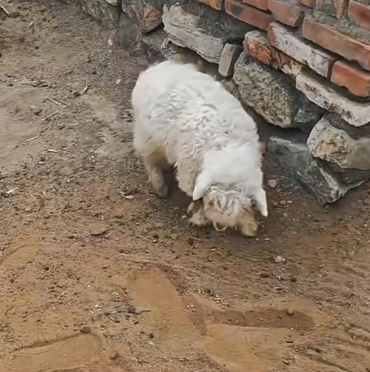 装死小羊身价
暴涨飙至30万
“会演戏的羊”，身怀“装死绝”，一只刚出生不久的“