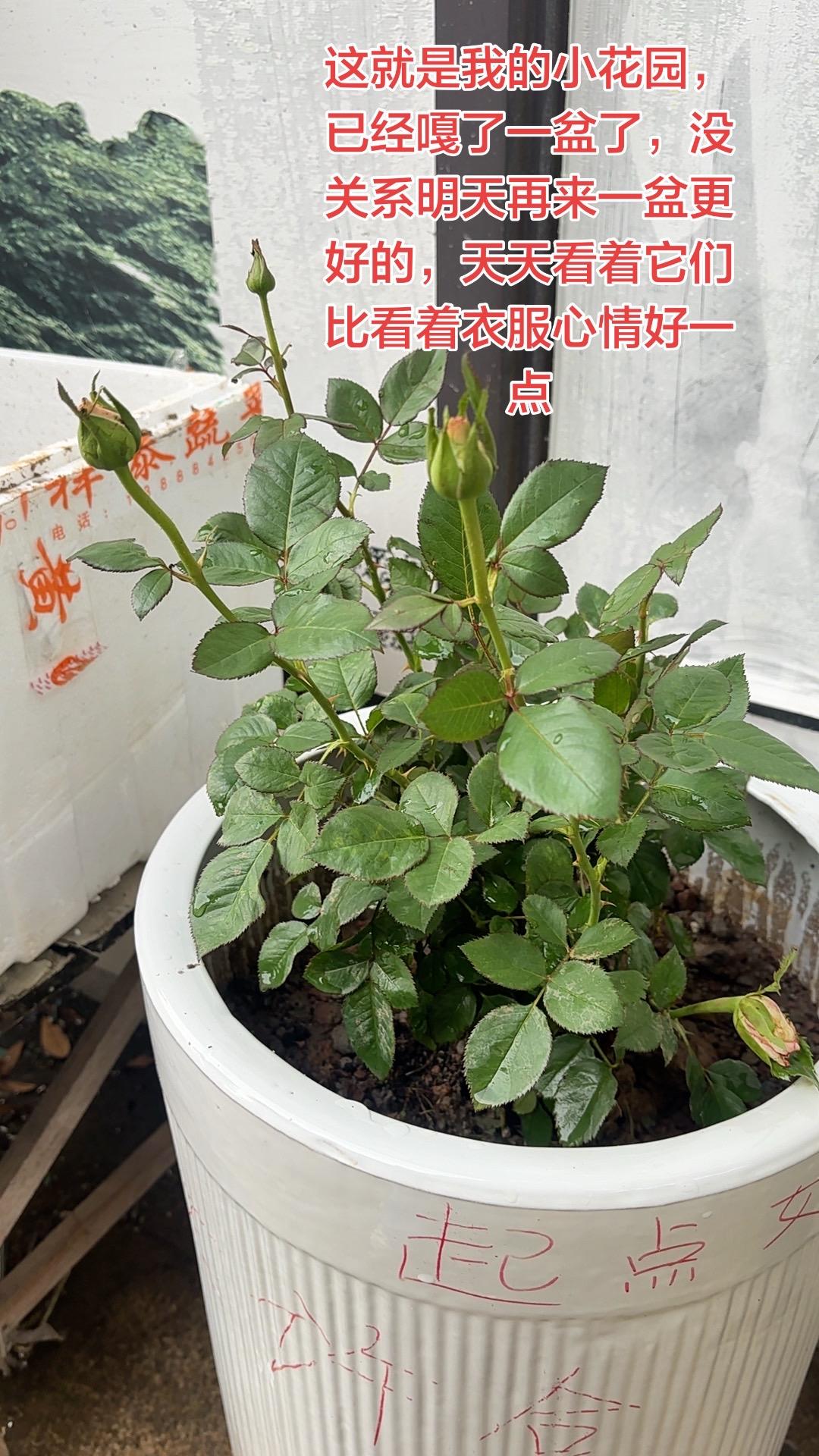 养花比卖衣服心情好太多了，以后就拍花