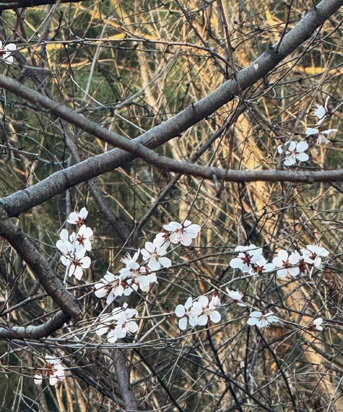 哇，皎洁的玉兰花正开得正好，粉嫩的桃花也纷纷扬扬地绽放。趁着这美好的周末，一定要
