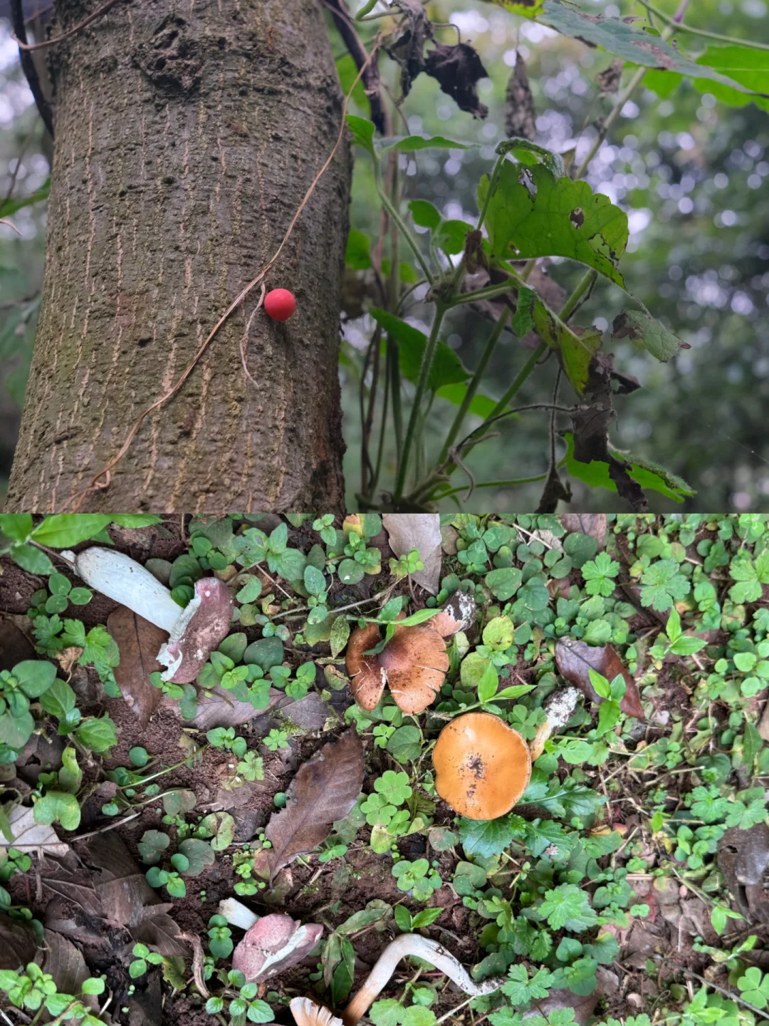 昆明周边｜适合带孩子去100次的奇遇森林🌳