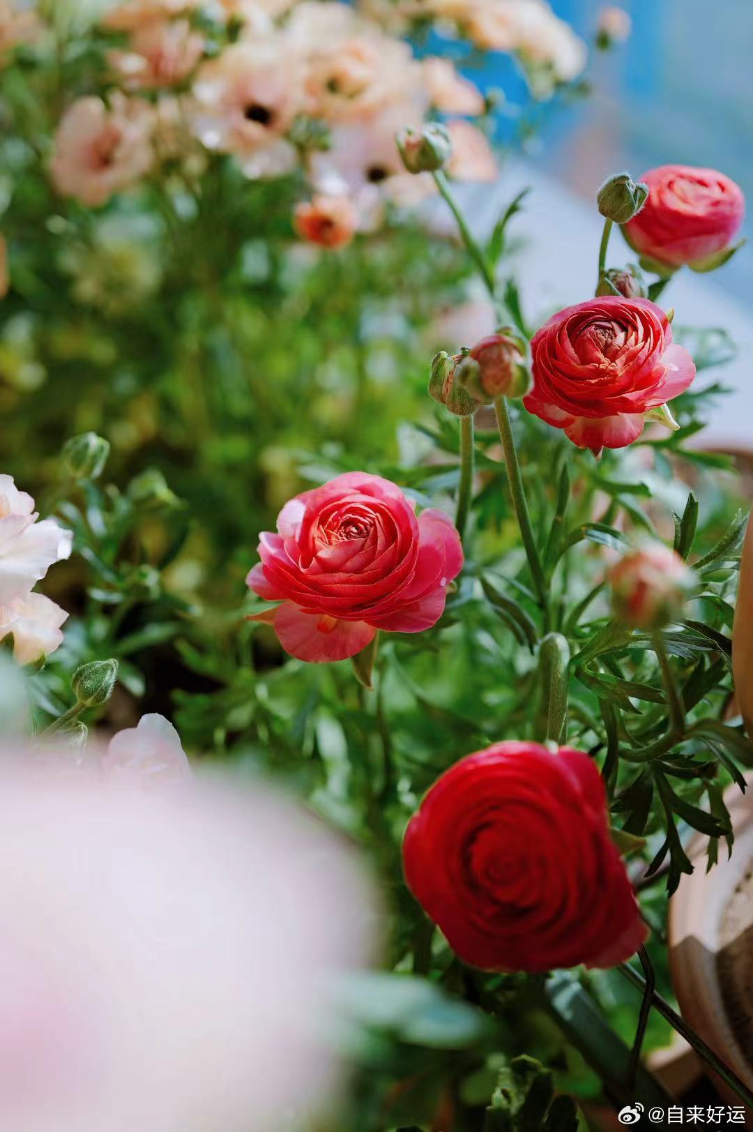 日常这几天出去被很多花给治愈了最近的好心情都是这些花给予的太喜欢这样的春天了太喜