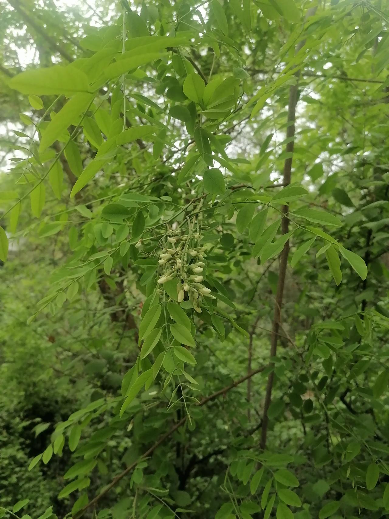 五月槐花香
文11珂芃·原创
陇上名山五泉山
刺玫瑰花开墙外
槐花香鸟语枝头
兰
