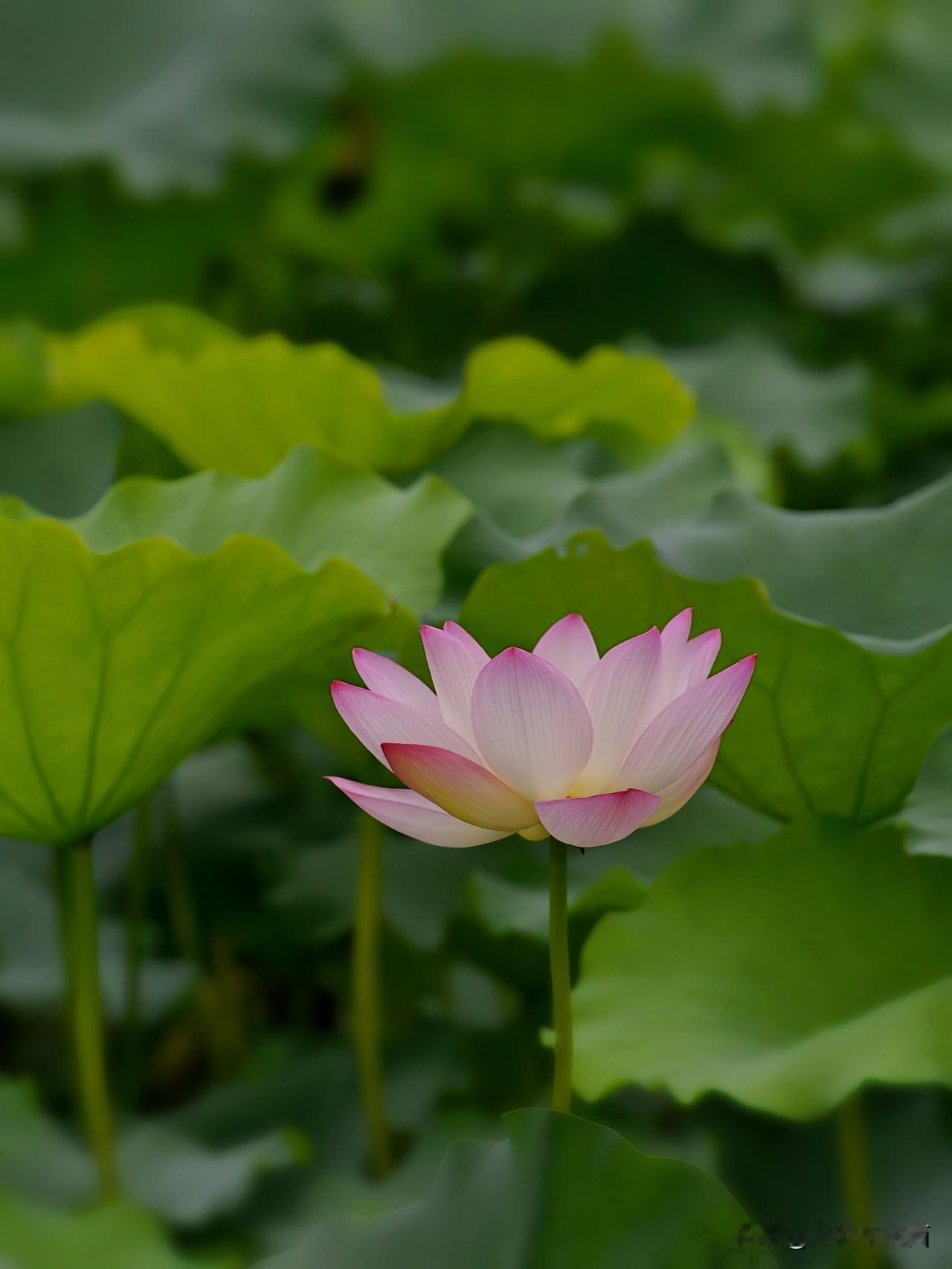 亚艺公园夏日荷韵
初夏之际，亚艺公园的荷塘步入最美花期。碧绿的荷叶与水天相接，粉