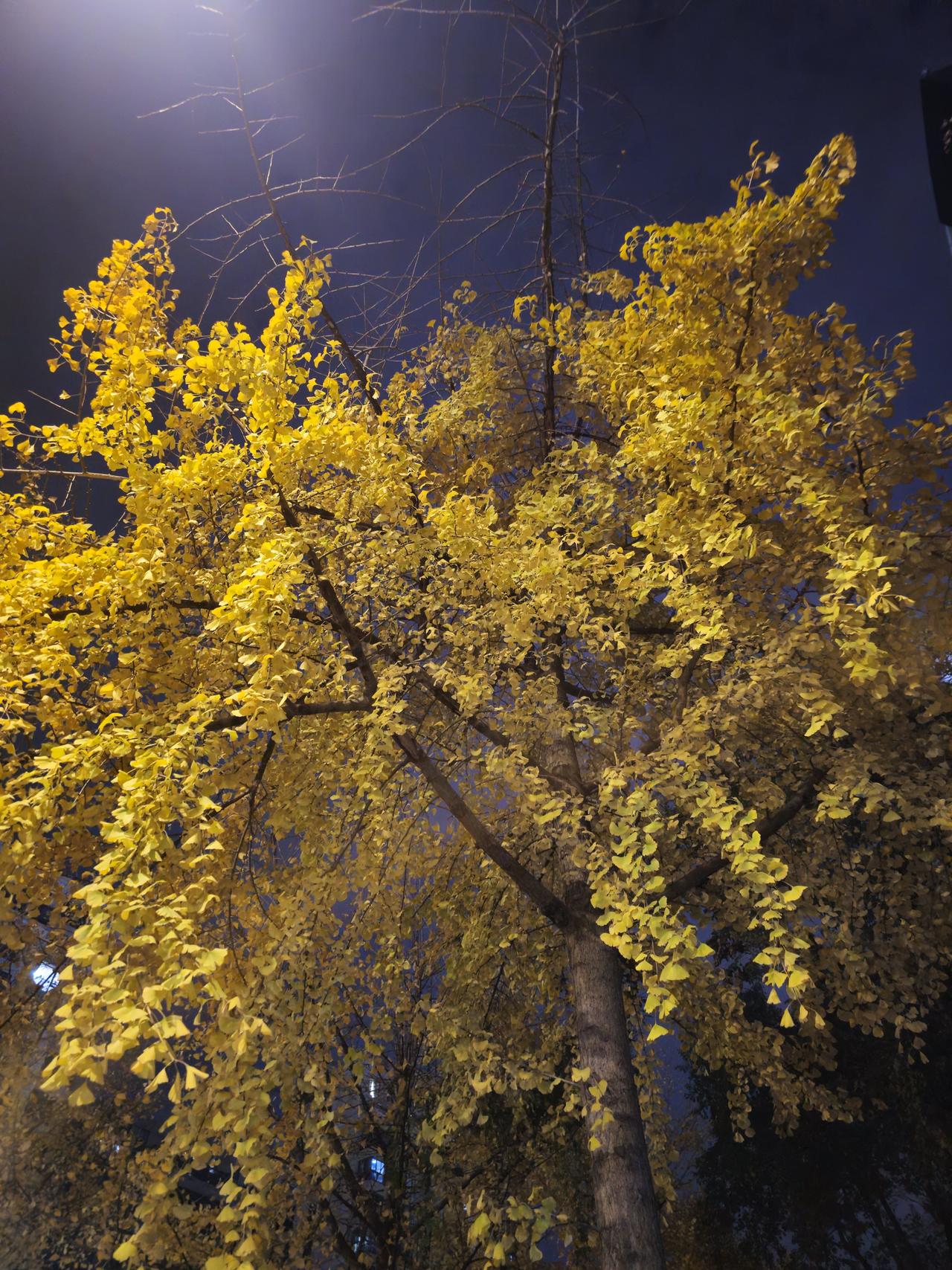 银杏叶马上要落光了
进入12月后
很多树木叶子差不多也快落完了
尤其是银杏
上周