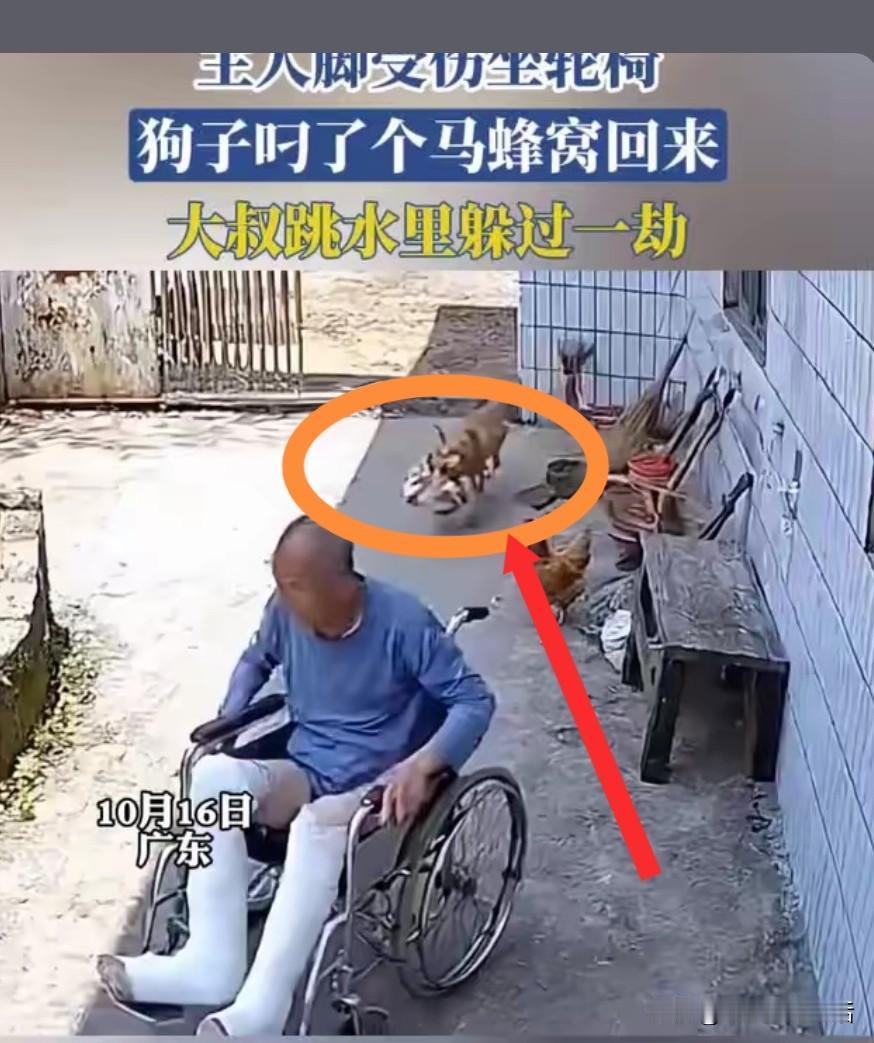 狗狗能有什么坏心思，无非就是想给主人一个惊喜罢了！
叼个带马蜂的马蜂窝，本想给主