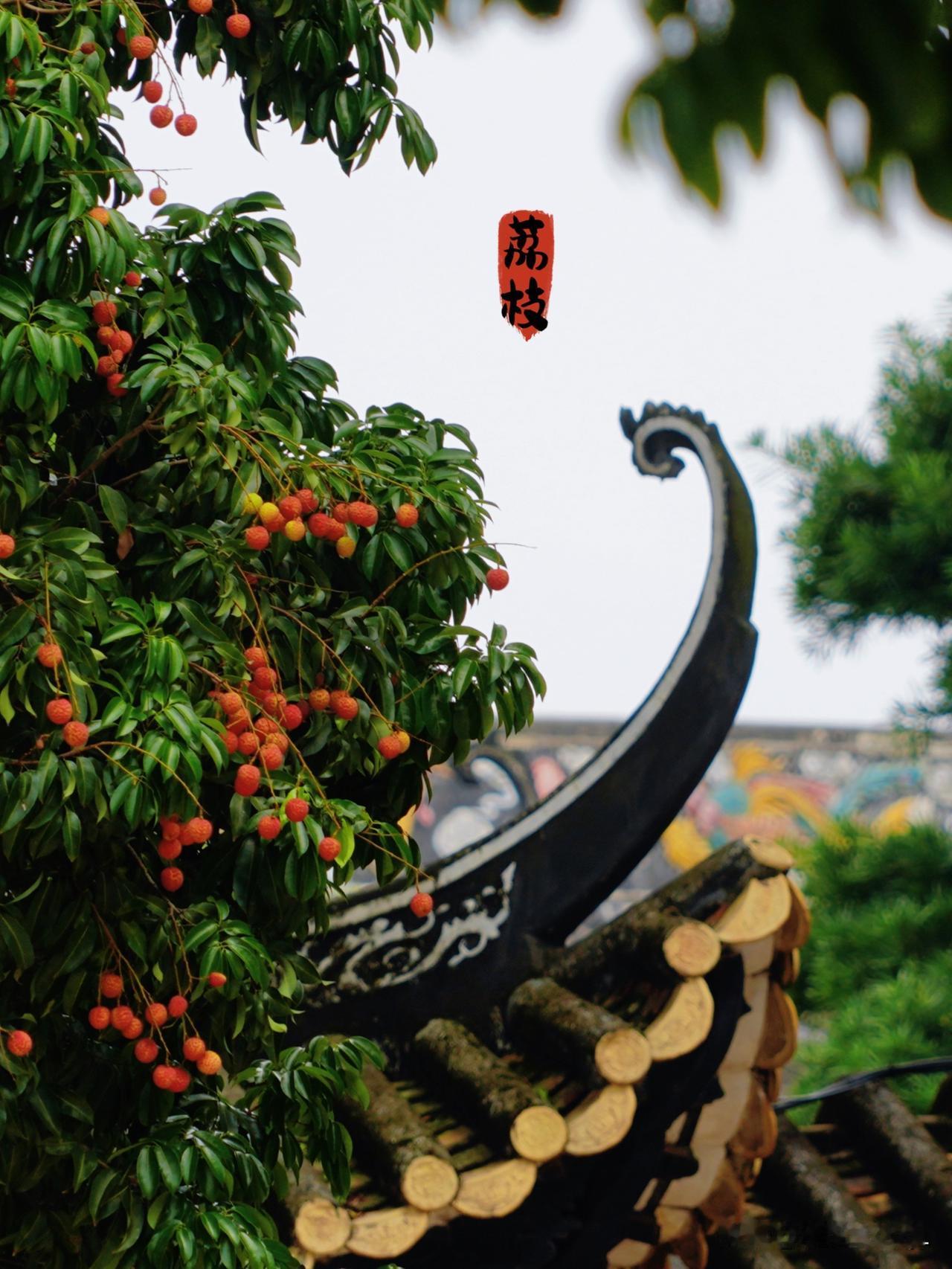 红荔映古建
广州宝墨园，又是一年荔枝成熟季节，园内青瓦飞檐，红得热烈的岭南佳果荔