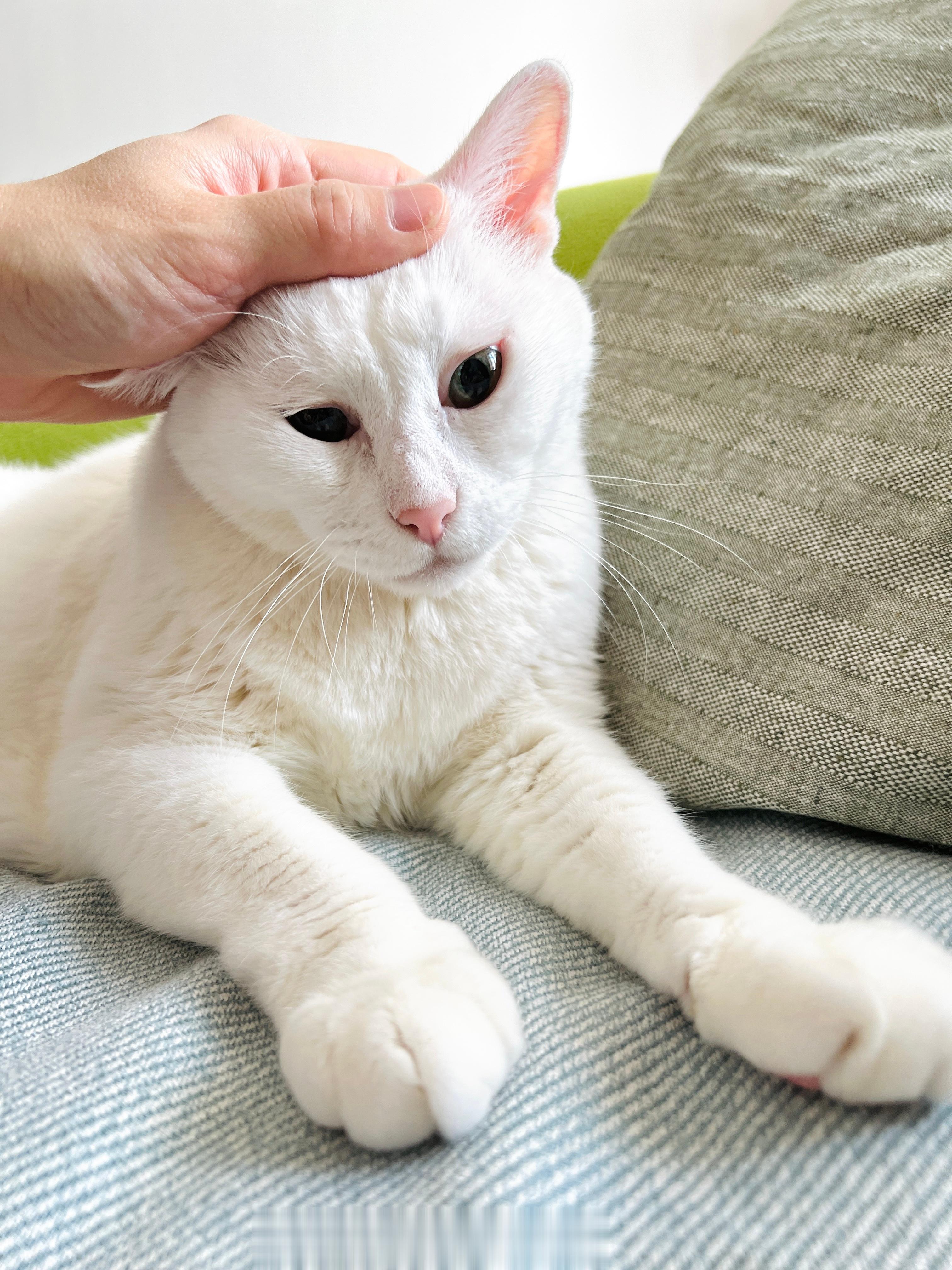 星期三下午眼皮很沉重安內。 ​​​