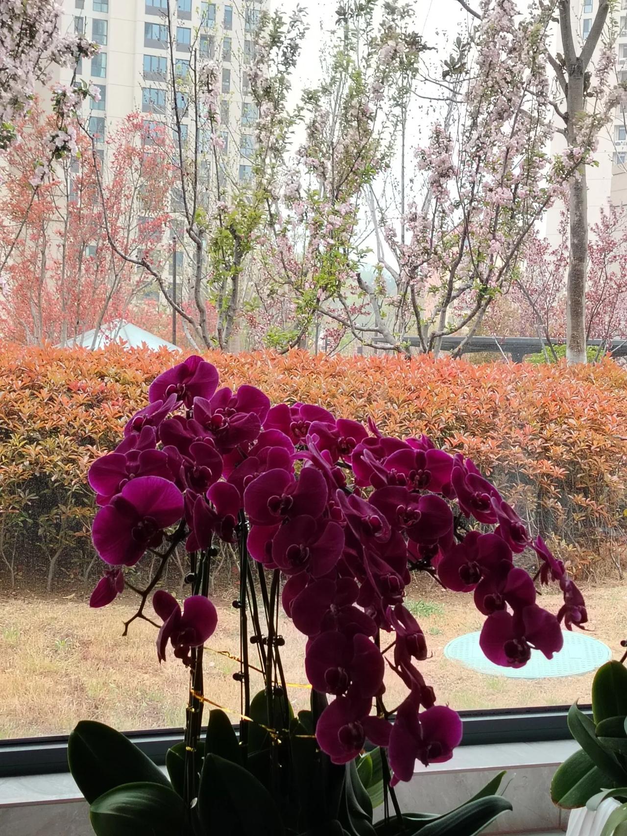 家在威海：
窗外花儿鲜，室内朵儿艳。