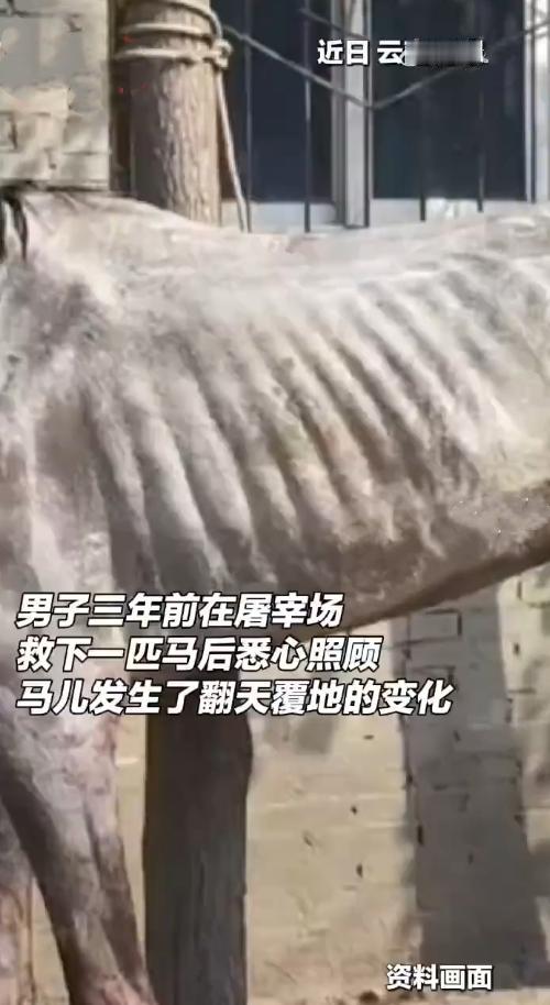 奇迹！屠宰场救下的病马，如今帅炸了
 
云南昆明这匹白马的故事，看一次暖一次！三