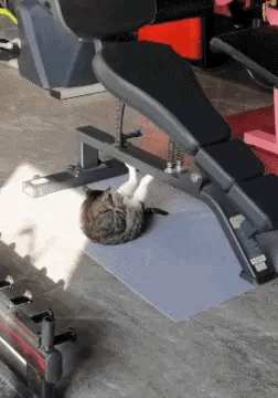 1：连猫咪都这么的自律，我们还有什么理由不努力啊？
2：小姐姐的魔术表演很精彩，