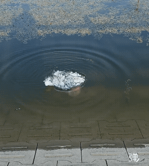 烟花都做得这么厉害了吗？还能潜水发射![捂脸]