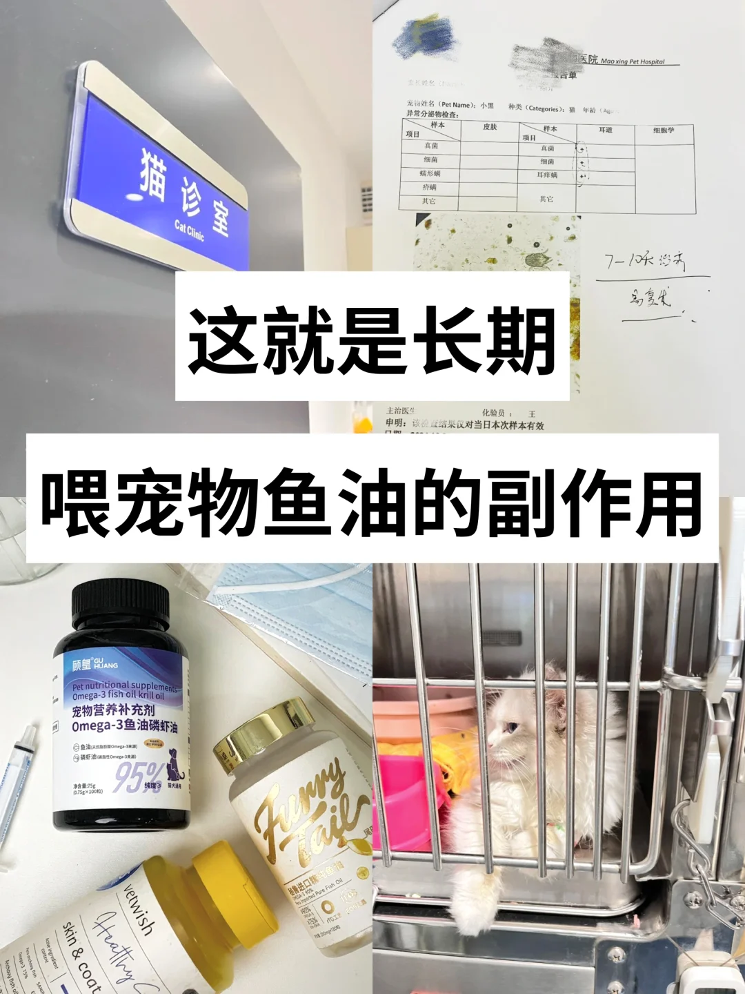 宠物醫生亲测警告！美毛猫咪鱼油真的别乱喂