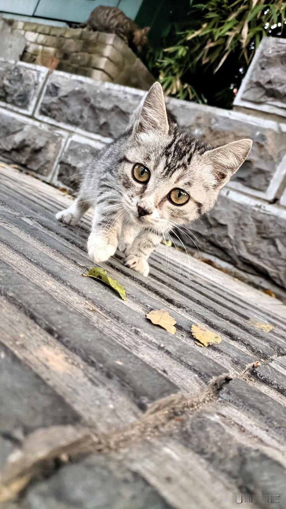 路上啥都有，不信您来瞅，出门去买菜，路遇一奶猫，特意来碰瓷，无独还有偶，沿湖健步