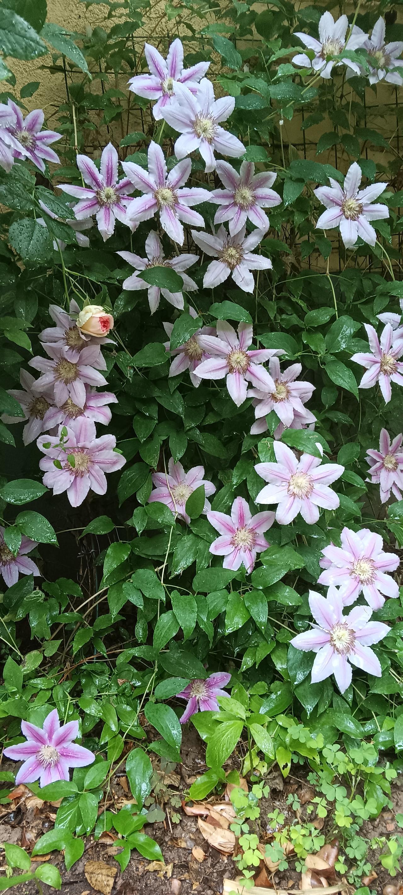 这花美得像假花