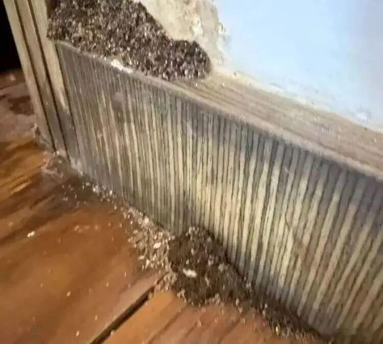 白蚁来了昨天晚上，我在瑞金路泰康路路口，听到一位带娃的老人惊呼“白蚁”，凑近一看
