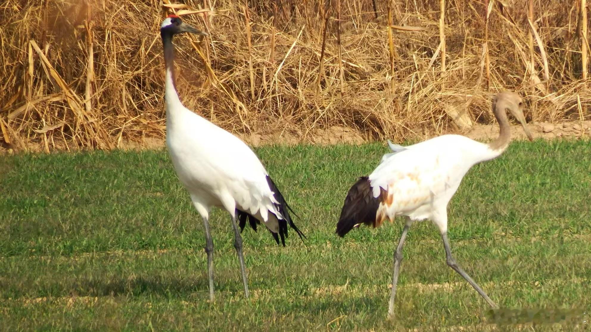 今天消失了一天，家人们～想我没有～蘑菇聊车