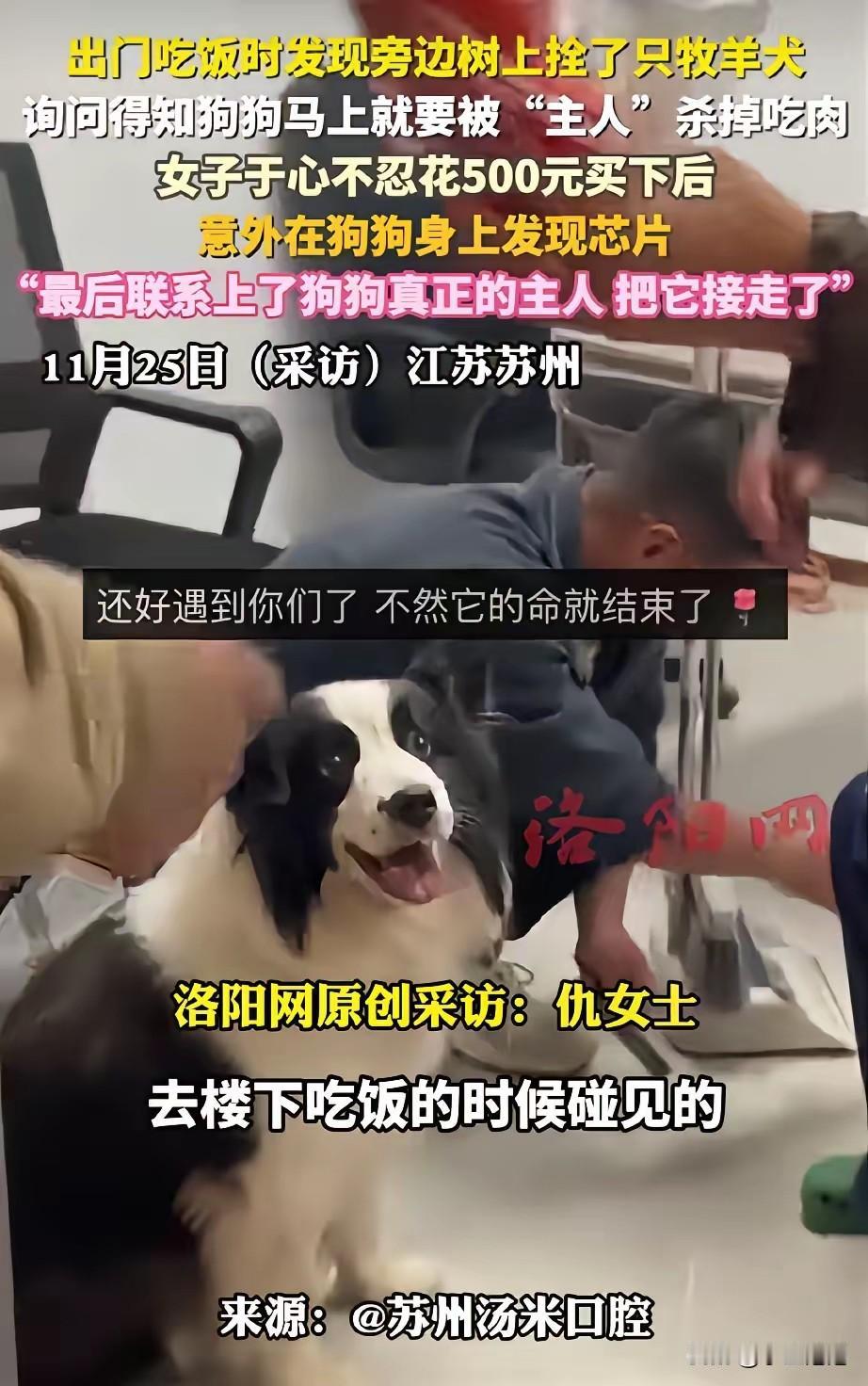 苏州，女子路过一家正在装修的店铺，发现门口拴着一只边牧，它正用可怜巴巴的眼神望着