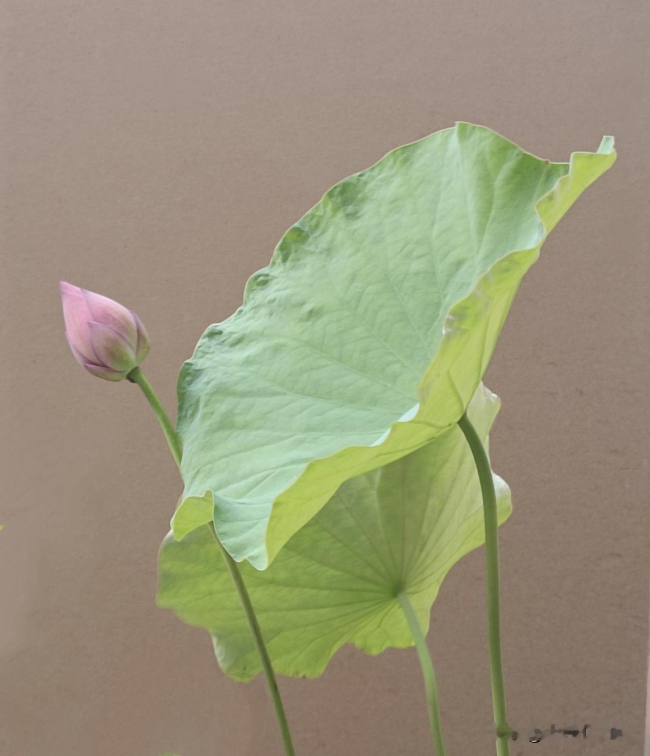 青荷卷翠，粉蕾凝柔，花苞蓄力，静待盛夏，不必急于绽放。
​（拍摄于2026-6-