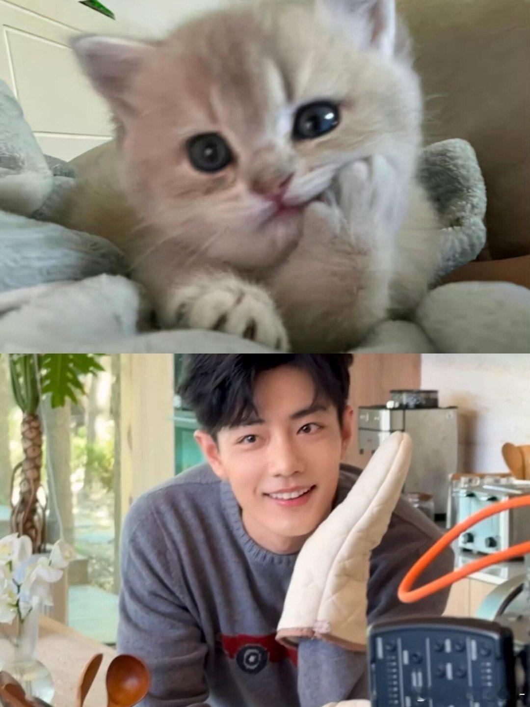 肖战宝贝是小猫[奶牛猫][奶牛猫] ​​​