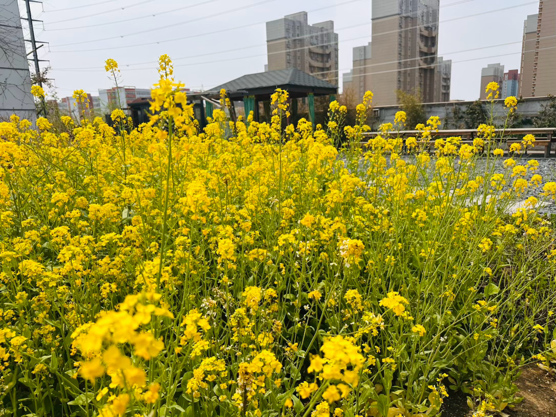 明明在算计，不如明算计。 