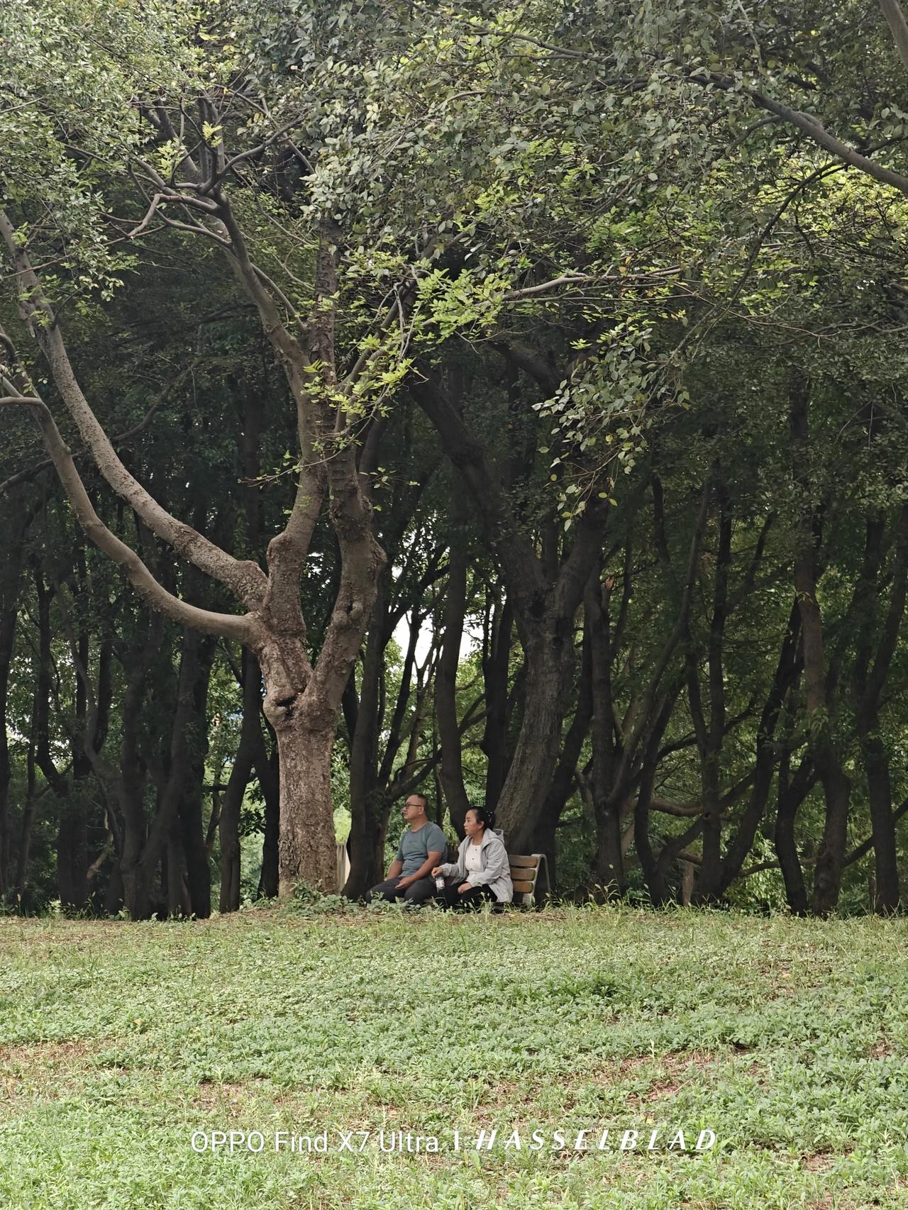如果你来苏州，一定要去虎丘湿地公园走走。

什么也不用做，你就走走，坐坐，看看白