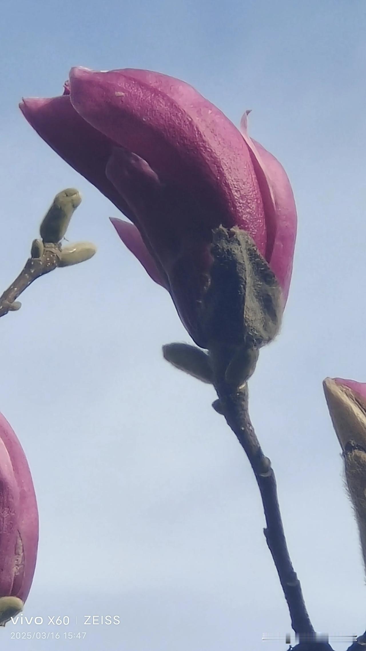 玉兰花随手拍