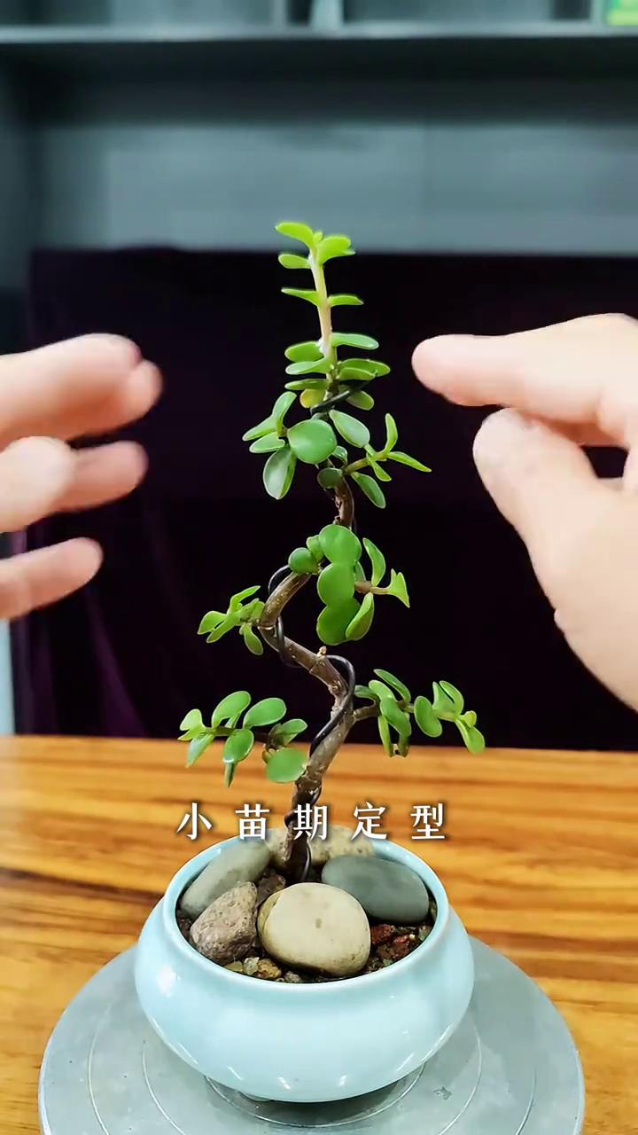 别再放任金枝玉叶小苗乱长，越长越乱。苗期打好底子，后期轻松养成精品老桩。
·先留