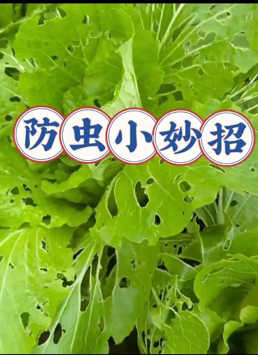 阳台种菜防虫不用农药！按菜对法，蚜虫小黑飞全躲开🔥
 
阳台种菜最烦虫子？
别