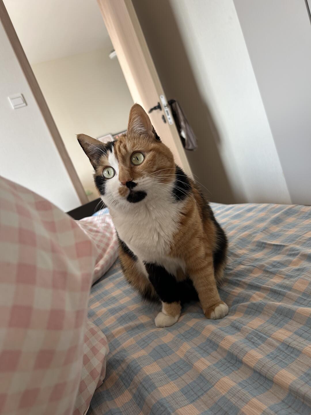 看起来脾气很好的小猫