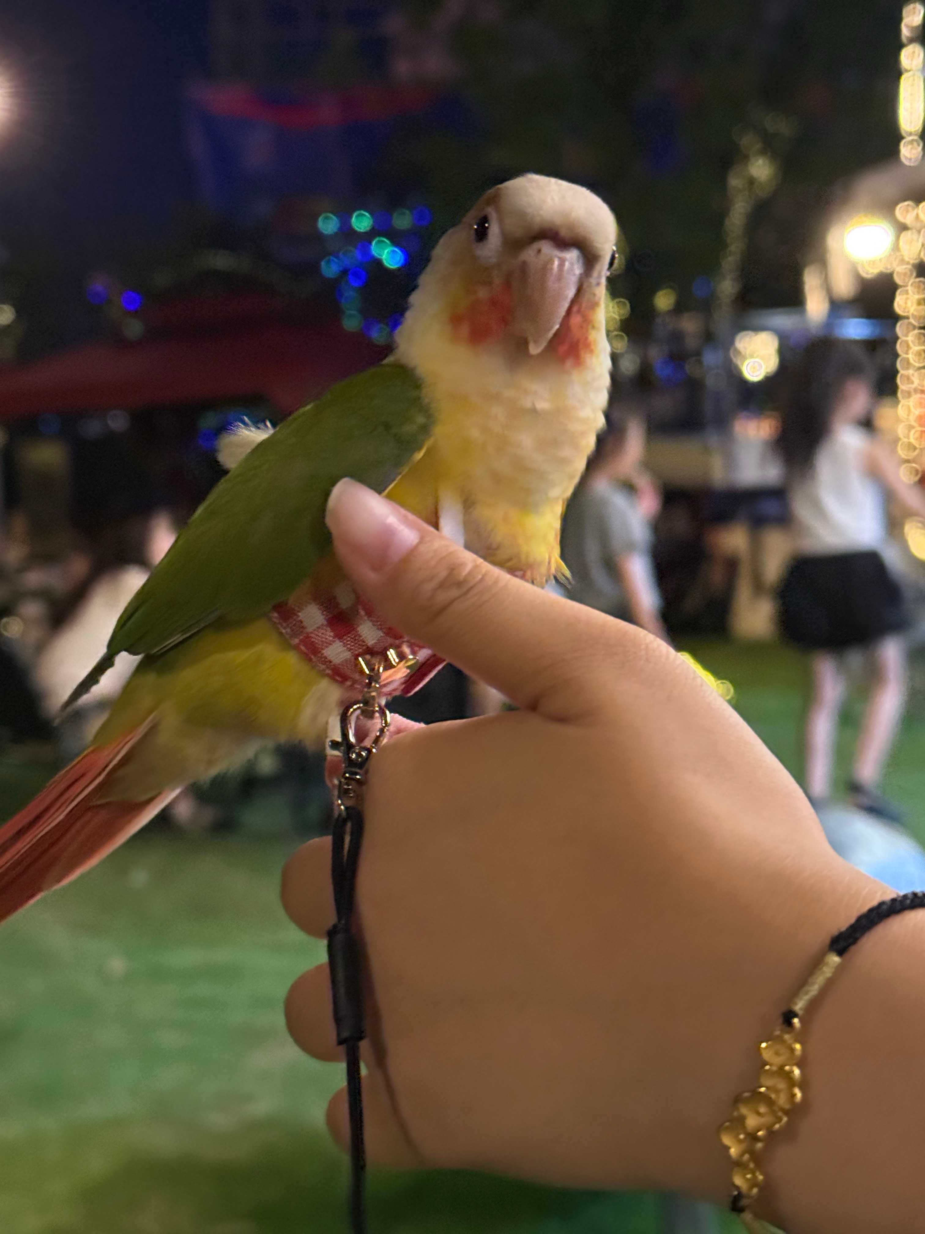 小豆出游记 
