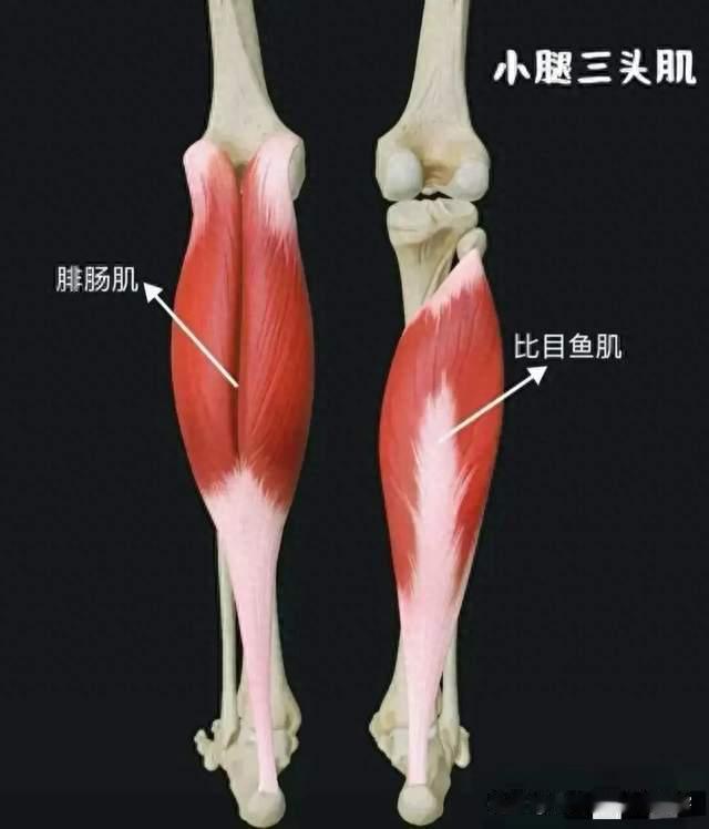 人民日报力推双腿提踵，不起眼的踮脚，为何能盘活下肢血液循环？
