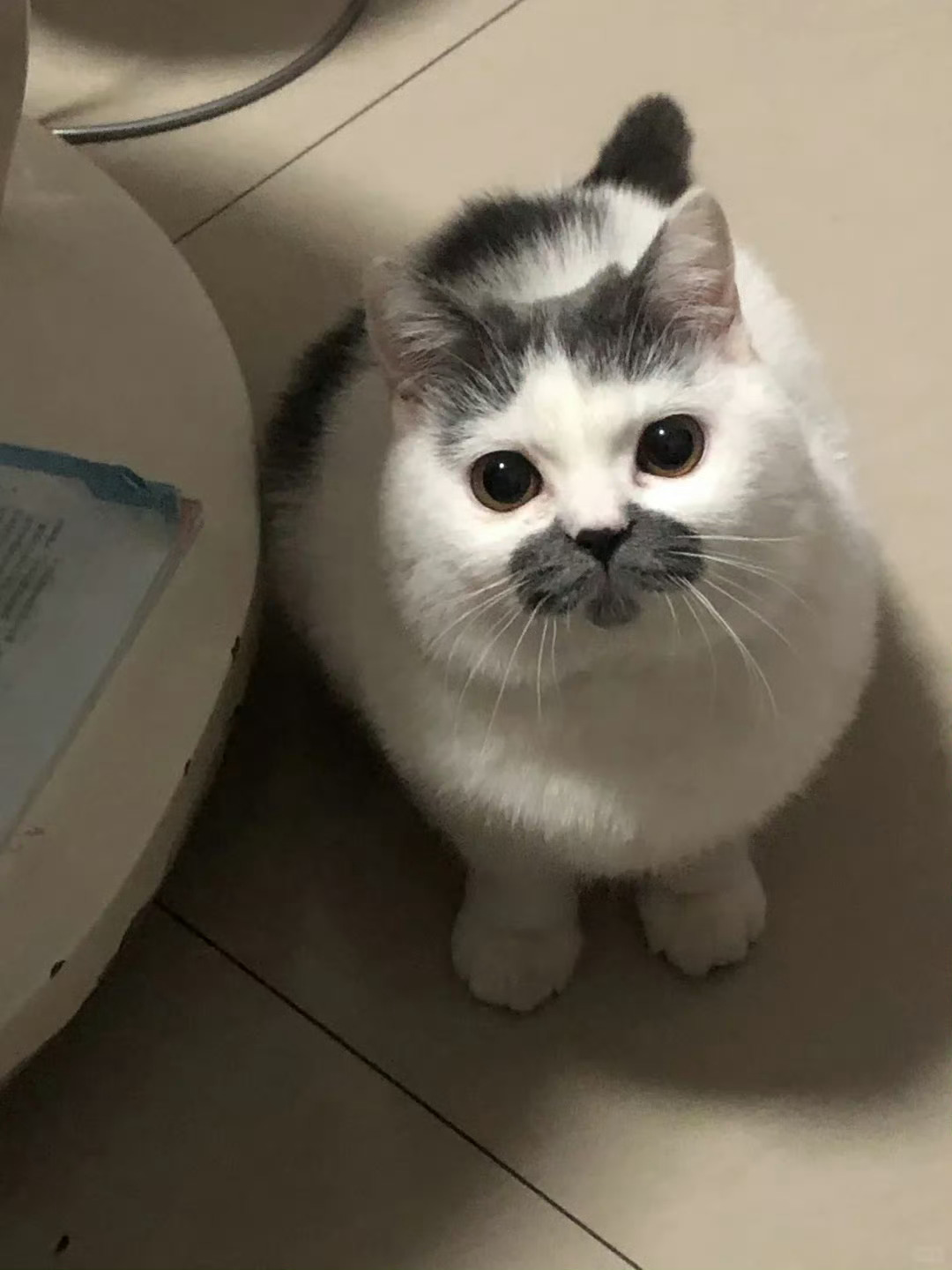 猫咪，你的胡子该刮刮了🥹 