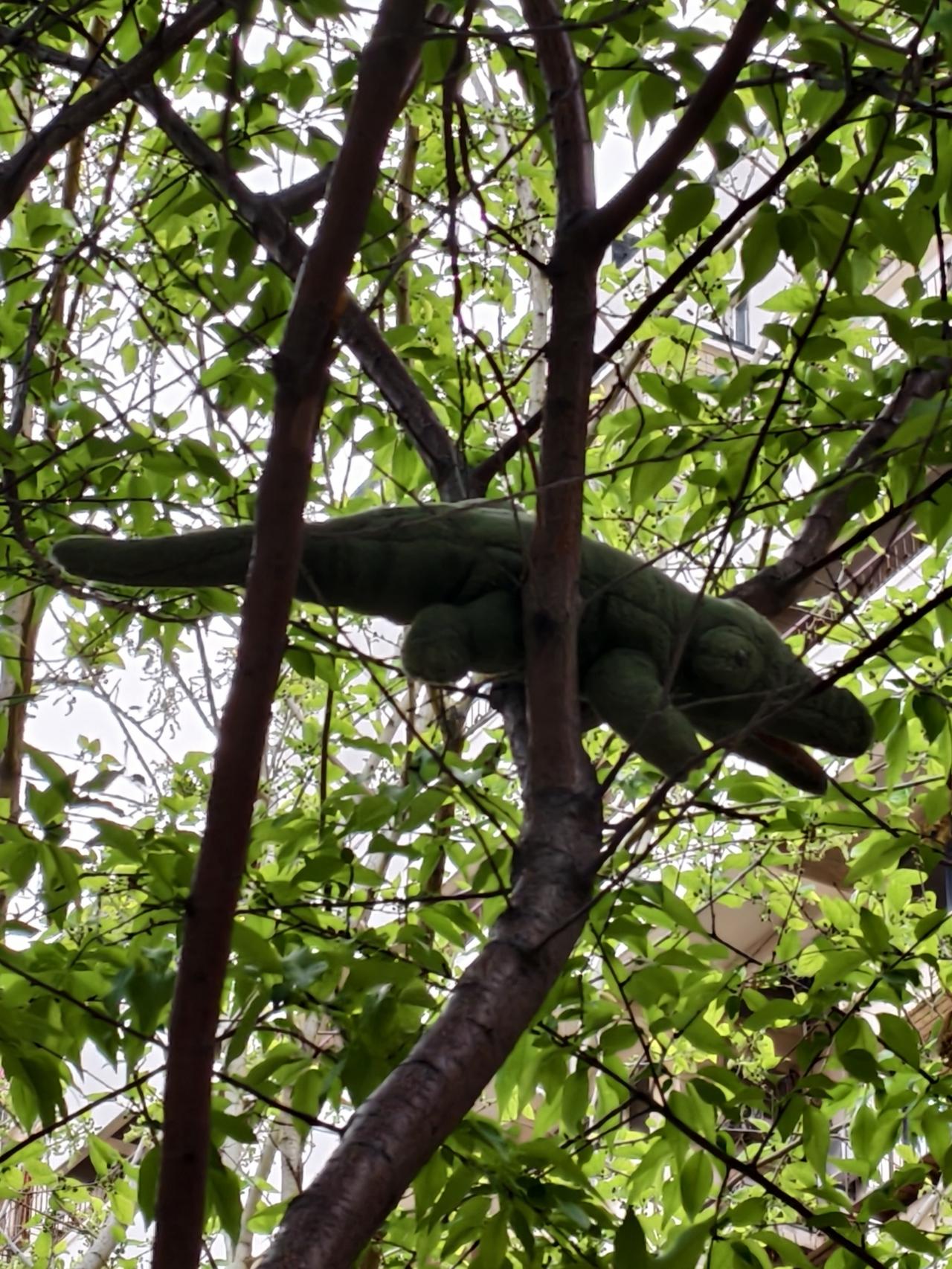 鳄鱼上树见过吗[大笑]
小区院里的树上不知哪位“有识之士”将一玩具鳄鱼放在树杈上