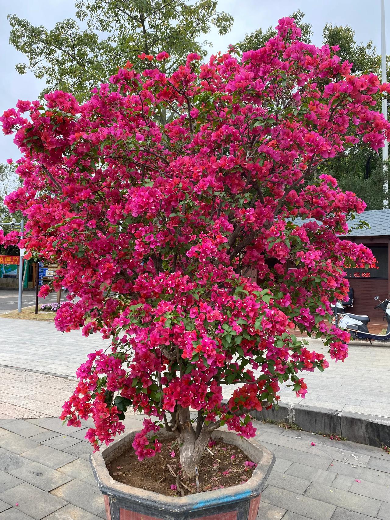 南国热带花园一游。

春天来了，百花盛开争艳。

走出去，拥抱大自然，感受生命的