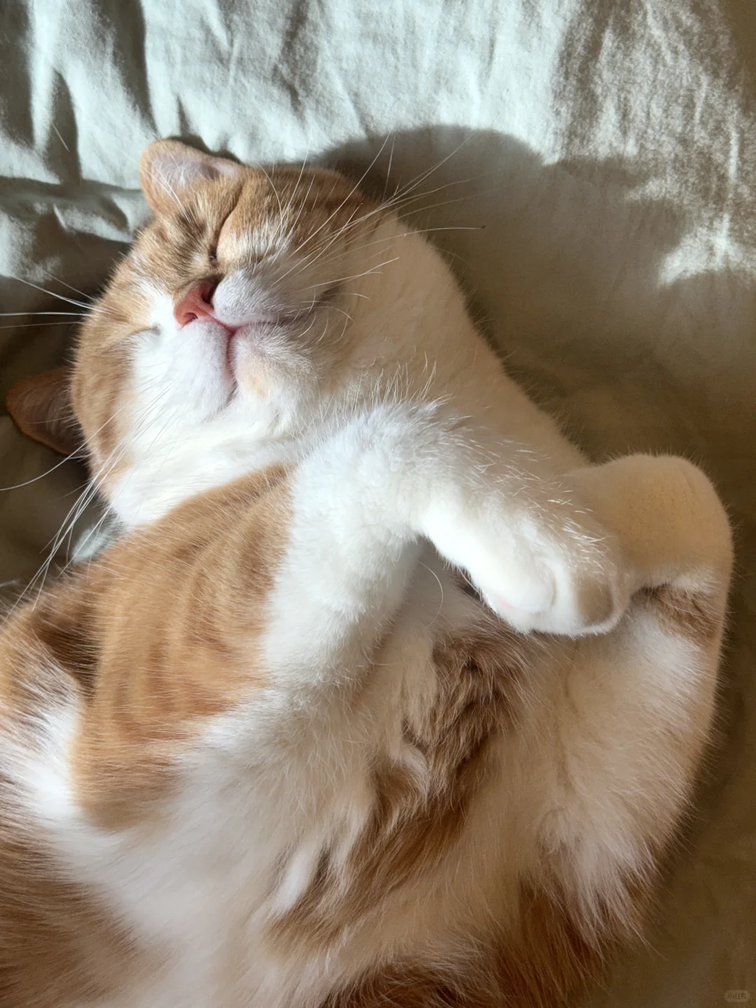 晒太阳 睡午觉💤