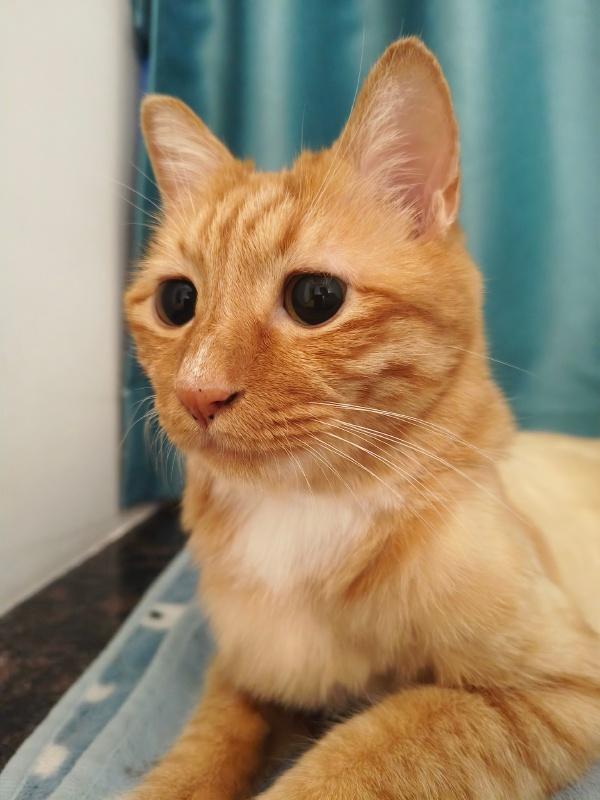 #发一张你相册里的小猫咪#
#猫图怪盗#
哈哈哈，萌萌哒小橘猫~
还没有胖起来。