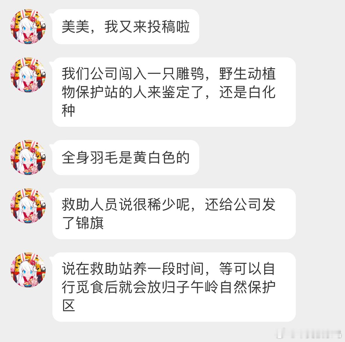 #鸟粉投稿# 哇！这个厉害了[开学季]公司里飞来一只白色的【雕鸮】🦉它们正常的