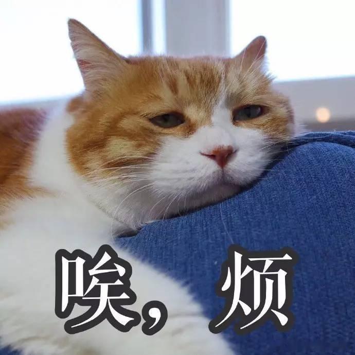 旅行中的几种人belike甩手型旅伴主打一个万事随便，结束之后又疯狂挑刺，这种反