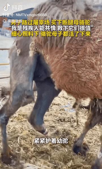 这令人心肠发紧的画面啊！就在内蒙古鄂尔多斯的边陲，有一头残疾的母骆驼挣扎着挡在自