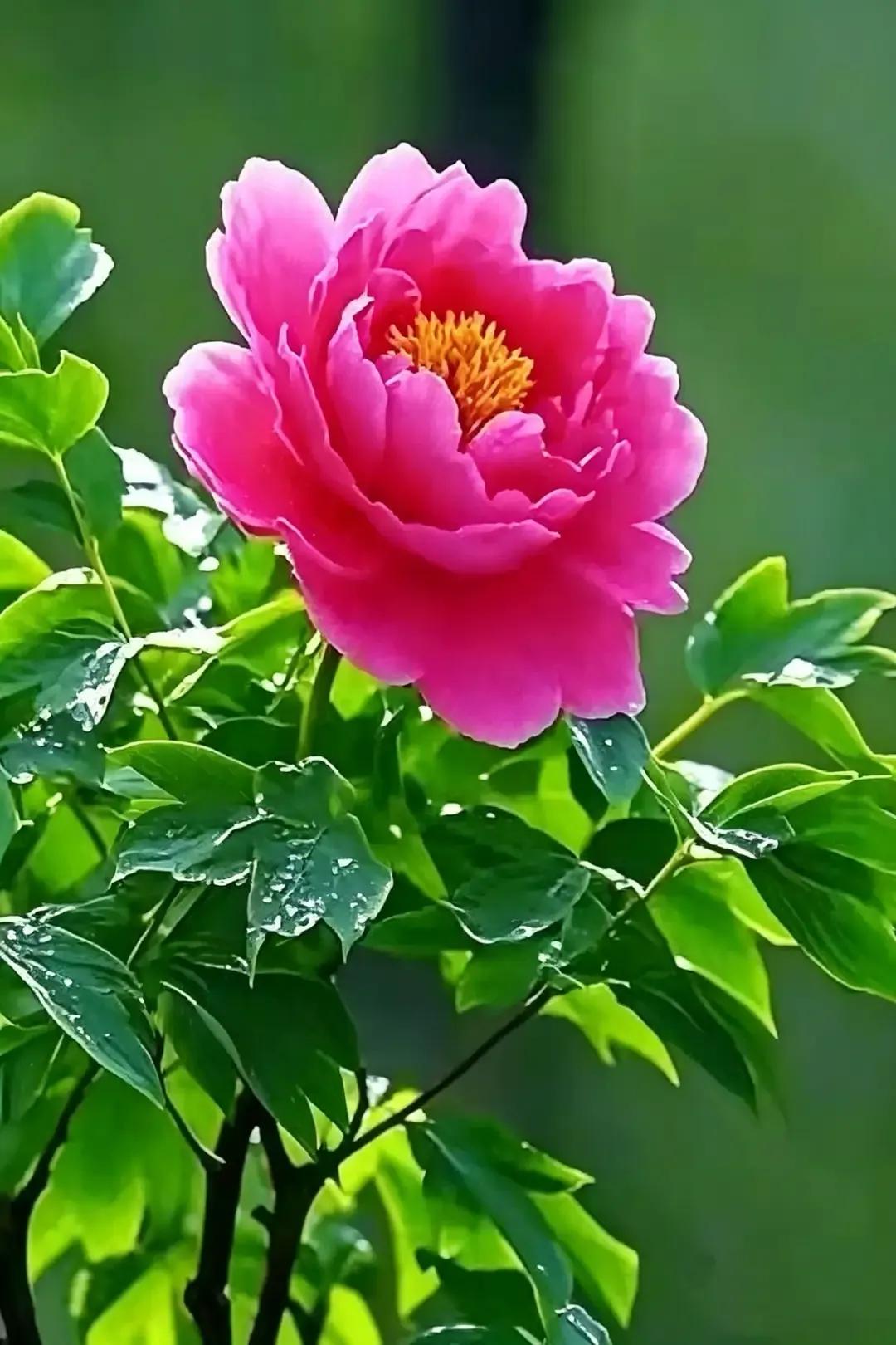 “当人们问及我哪一个进球是最精彩、漂亮的，我的回答总是：下一个！”‌ ——贝利