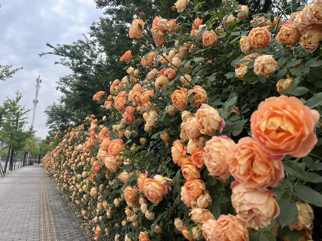 上海这个花墙美爆了！就在路边，拍照绝美！
拍摄时间：2026年5月7日
地点：上