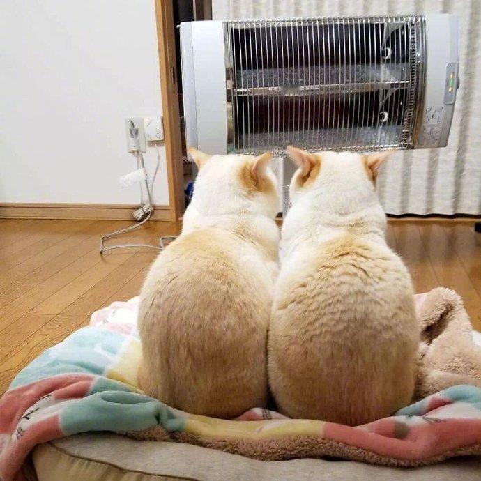 两片热乎的烤吐司面包。